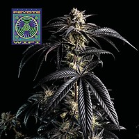 Peyote Wi-Fi Feminised Seeds