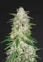 Gelato Auto Feminised Seeds