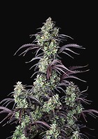 Mimosa Cake Auto Feminised Seeds