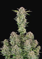 Bruce Banner Auto Feminised Seeds
