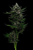 All Gas OG Feminised Seeds