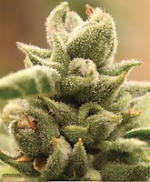 Mango Sherbert Feminised Seeds