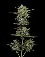 Vanilla Latte Auto Feminised Seeds
