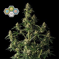 CBG Relief Auto Feminised Seeds