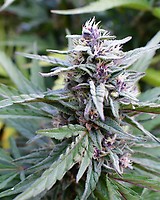 Hi-Biscus Feminised Seeds