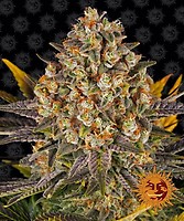 Banana Punch Feminised Seeds