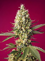 Skywalker OG Runtz XL Auto Feminised Seeds