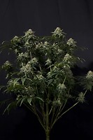Gorilla Cookies Fast Feminised Seeds