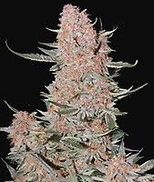 Ztrawberriez Auto Feminised Seeds