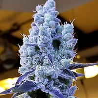 Mandarin Cookies V2 Feminised Seeds