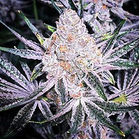 Purple Sunset RBX2 Feminised Seeds