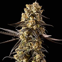 Banana Biscotti F1 Feminised Seeds