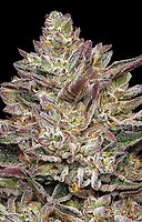 Guzzlerz Feminised Seeds