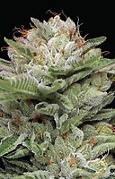 Durban Poison Auto Feminised Seeds