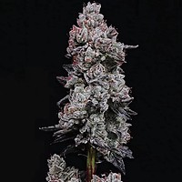 Lemon Cherry Gelato RF3 Auto Feminised Seeds