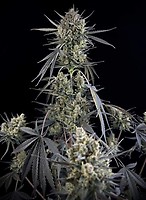 Pound Cake Auto Feminised Seeds