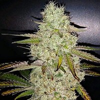 Toasted R1 Feminised Seeds