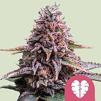 Pink Mist Feminised Seeds