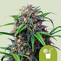 Purple Lemonade Auto Feminised Seeds