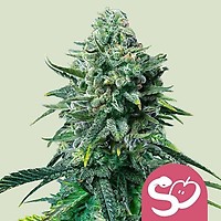 Forbidden Fruit Feminised Seeds