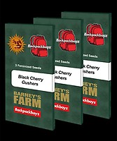 Black Cherry Gushers Feminised Seeds