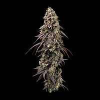 Jealousy Fast Feminised Seeds