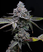 Apple Fritter Feminised Seeds