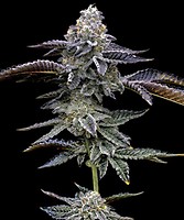 Blue Dream Feminised Seeds