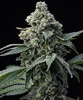 Bruce Banner Feminised Seeds