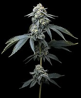 Jealousy Feminised Seeds