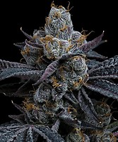White Runtz Feminised Seeds