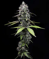 Zoap Feminised Seeds