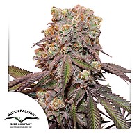Candy Bubatz XL Auto Feminised Seeds