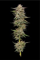 Banana OG Feminised Seeds