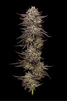 Chicken n' Wafflez Feminised Seeds