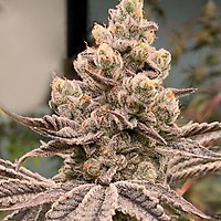 Frozen Grapes Feminised Seeds