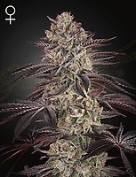Biscotti Auto Feminised Seeds