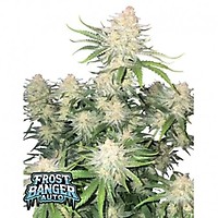 Frostbanger Auto Feminised Seeds