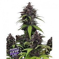 Purple Haze Auto Feminised Seeds