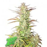 Z-Up Auto Feminised Seeds