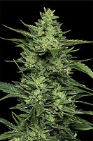 Limez Feminised Seeds