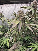 Biscotti Gelato Feminised Seeds