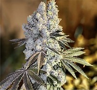 Gen 1 Duet Mix Pack Fast Feminised Seeds