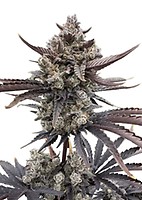 Banana Purple Punch RF3 Auto Feminised Seeds