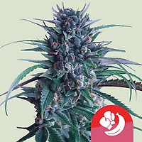 Banana Brawler (Tyson Collab) Feminised Seeds