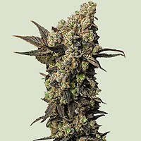 Astro Lemonade F1 Feminised Seeds