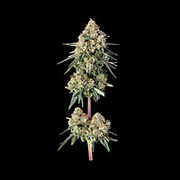 Permanent Haze Feminised Seeds