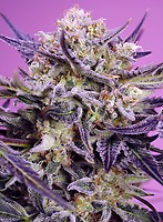 Pink Guava F1 Fast Version Feminised Seeds
