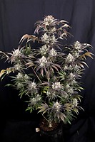 Frost Banger F4 Auto Feminised Seeds