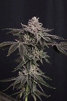 Z42 Ltd Edition Feminised Seeds